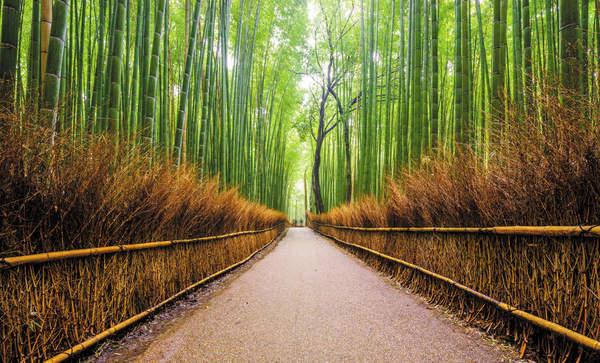 Дорога через бамбуковый лес — Обои для стен артикул 10008688