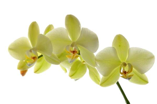 Желтая орхидея на белом артикул 10008960