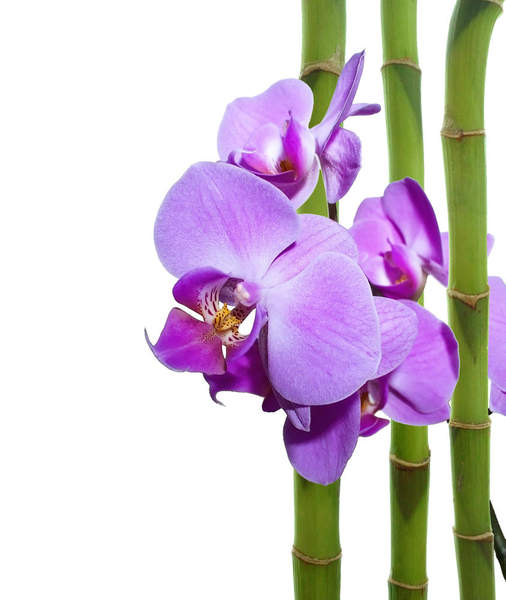 Фотообои с фиолетовой орхидеей и бамбуком артикул 10008947