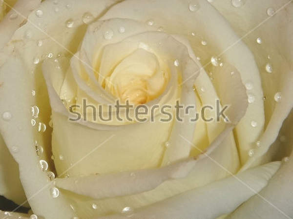 Фотообои с белой розой крупным планом артикул 10009750