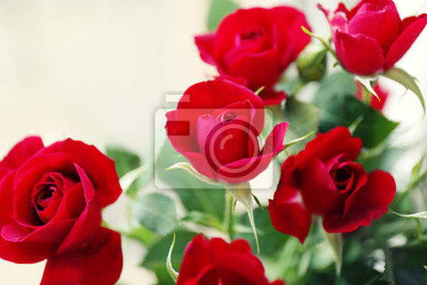 Фотообои с букетом роз на белом фоне артикул 10009757