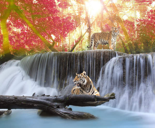 Тигры у водопада - обои на стену артикул 10000457