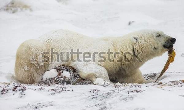  артикул 10041927