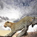 Фотообои с леопардом на дереве