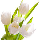 Белые тюльпаны на белом фоне — Обои на стену