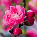 Фотообои с цветком персика