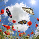 Фотообои с бабочками и красными маками на фоне неба