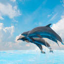 Фотообои для стен - Дельфины