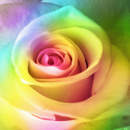 Фотообои с разноцветной розой