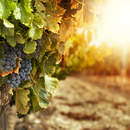 Фотообои с виноградником на закате солнца