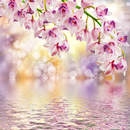 Фотообои для стен - Орхидеи над водой