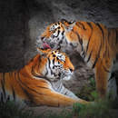 Фотообои "Влюбленные тигры"