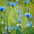 Ярко-синие полевые цветы